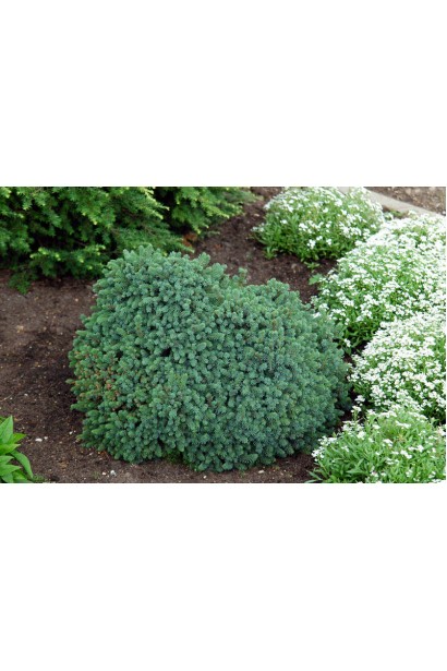 Ялина канадська Echiniformis