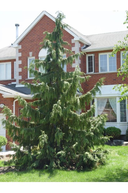 Кипарисовик нутканський Пендула широкорозкидисте плакуче дерево