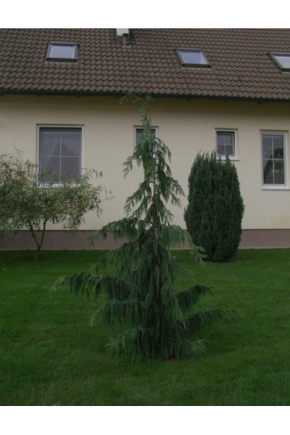 Кипарисовик нутканський Пендула в саду