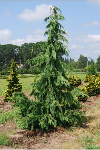 Cupressus nootkantensis Pendula