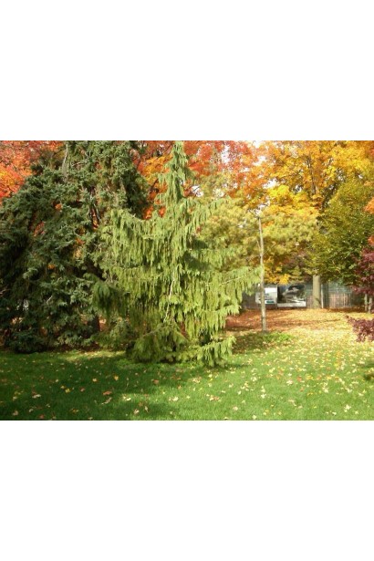 Кипарисовик нутканський Пендула хвойне дерево з повислими гілками