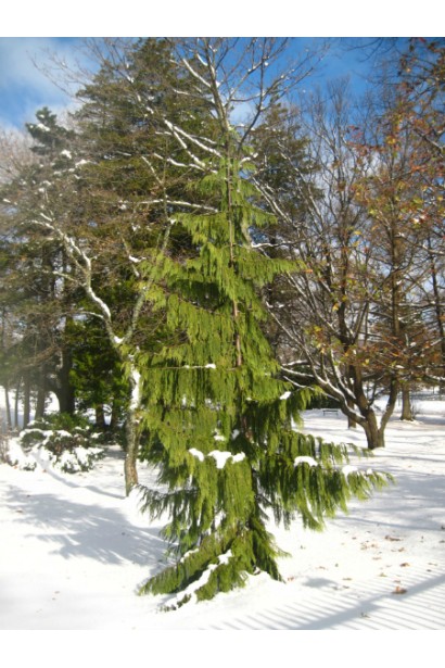 Кипарисовик нутканський Пендула взимку