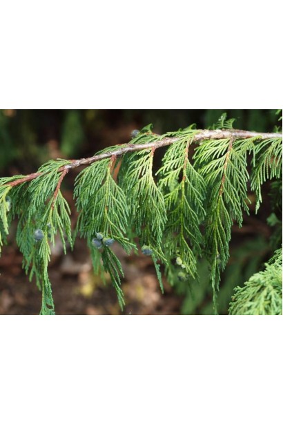 Кипарисовик нутканський Пендула темно-зелена луската хвоя
