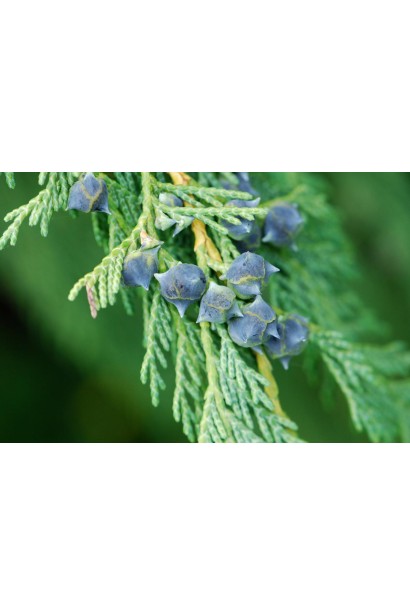 Кипарисовик нутканський Пендула кулясті шишки