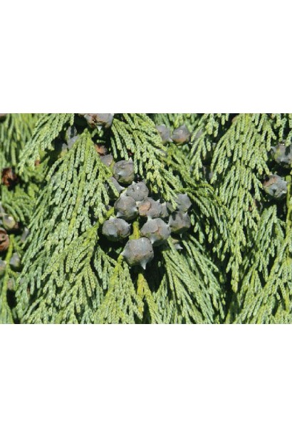 Кипарисовик нутканський Пендула плоди