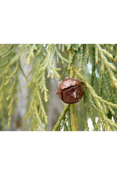 Кипарисовик нутканський Пендула шишки
