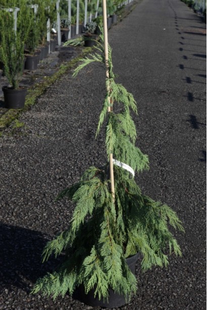 Кипарисовик нутканський Пендула в горщику з бамбуковою опорою