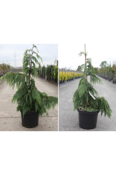 Кипарисовик нутканський Пендула саджанці в контейнері