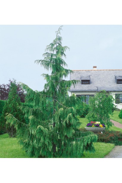 Кипарисовик нутканський плакучий