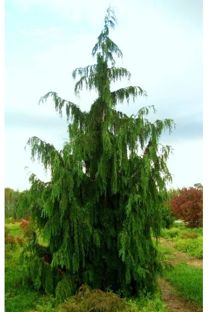 Кипарисовик нутканський Pendula