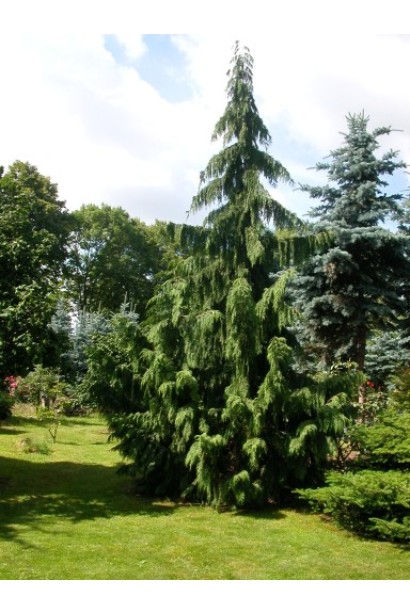 Chamaecyparis nootkatensis Pendula