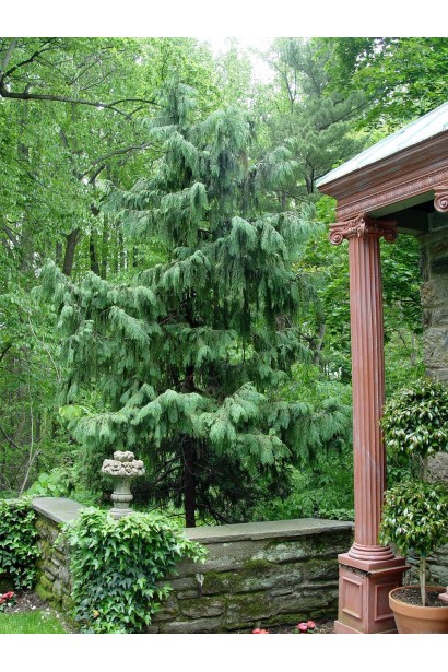 Кипарисовик нутканський плакучий