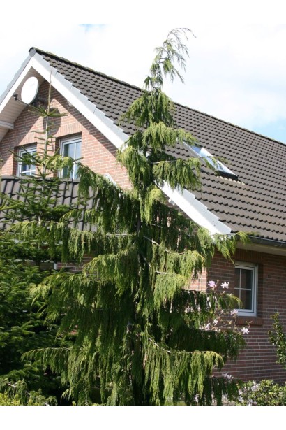 Callitropsis nootkantensis Pendula