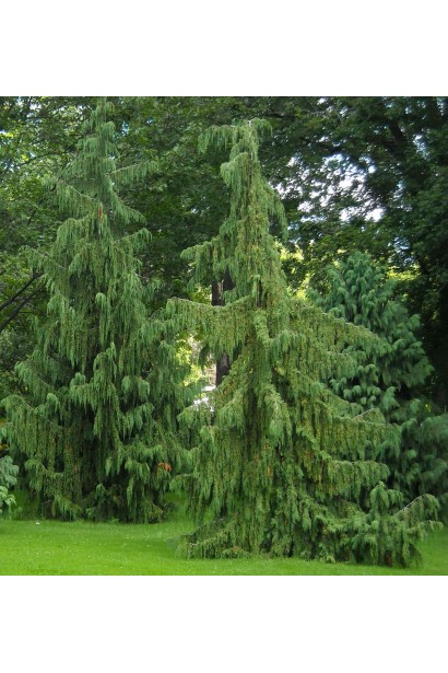 Кипарисовик нутканський Пендула