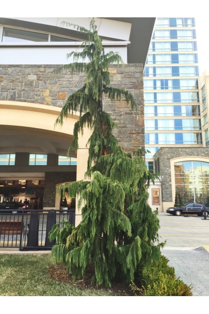 Кипарисовик нутканський Пендула в ландшафті міста