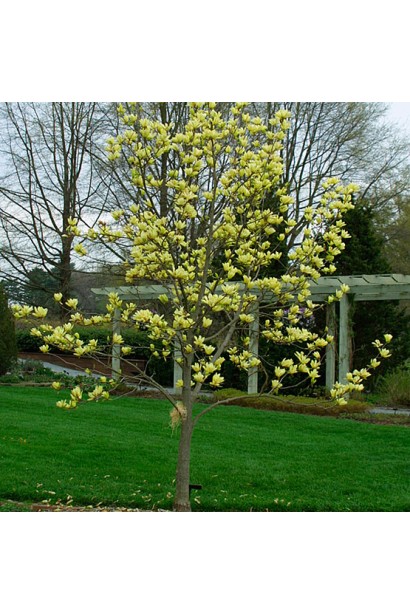 Магнолия желтая Йеллоу Ривер дерево в ландшафте