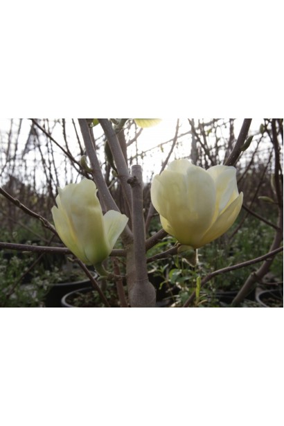 Магнолия оголена Yellow River