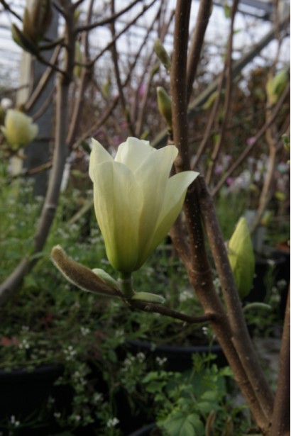 Magnolia denudata Fei Huang