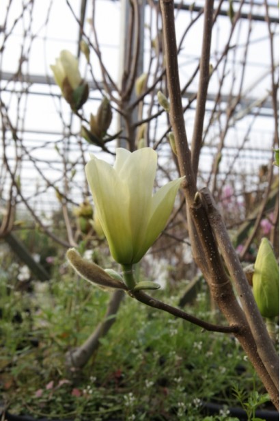 Нежно-желтый тюльпанообразный цветок магнолии Йеллоу Ривер