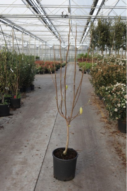 Магнолия оголена Йеллоу Ривер саженец осенью