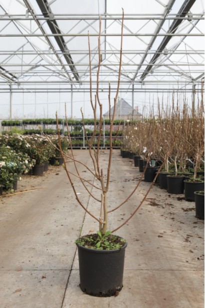 Магнолия Yellow River саженец в контейнере 3 л