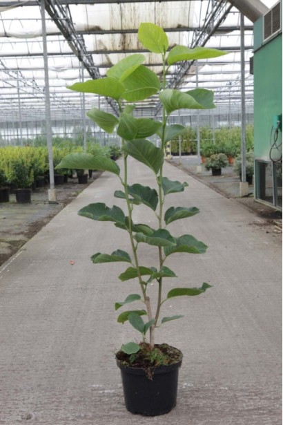 Магнолия Йеллоу Ривер саженец в контейнере