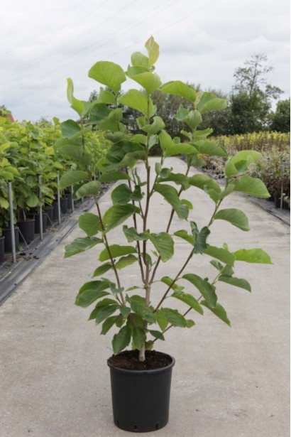 Магнолия оголена Еллоу Ривер в горшке