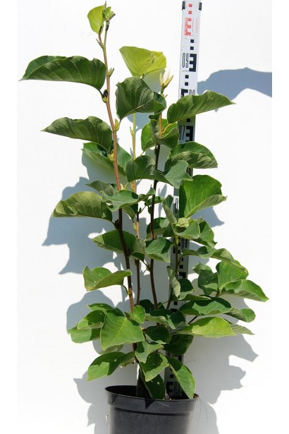 Магнолия обнажена Йеллоу Ривер 80-100 см