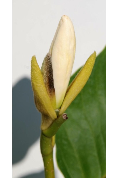 Магнолия обнажена Йеллоу Ривер распускание цветка