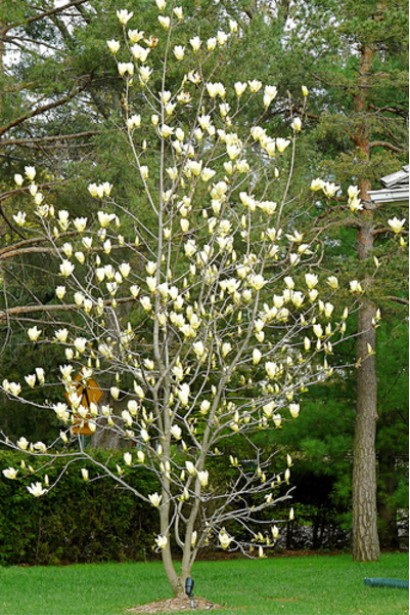 Магнолия обнаженная Еллоу Ривер