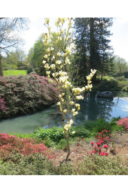 Магнолия обнажена Йеллоу Ривер в ландшафте у водоема