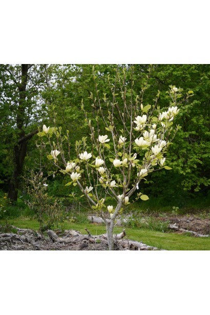 Magnolia denudata Yellow River