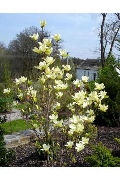 Магнолия обнажена Еллоу Ривер разветвленный куст