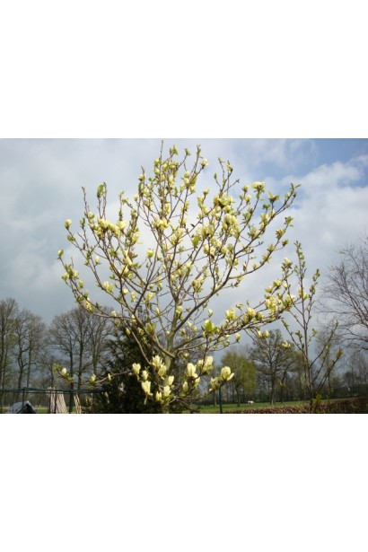 Магнолия Йеллоу Ривер обильное цветение