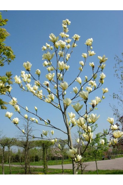 Магнолия оголена Фэй Хуан