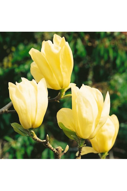 Магнолия обнажена Йеллоу Ривер большие бокаловидные цветы