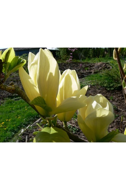 Бокаловидные ванильно-желтые цветы магнолии Йеллоу Ривер