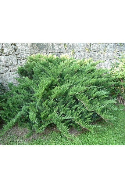 Можжевельник казацкий