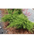 Ялівець козацький | Можжевельник казацкий | Juniperus sabina