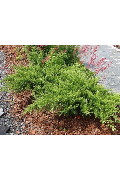 Можжевельник казачий