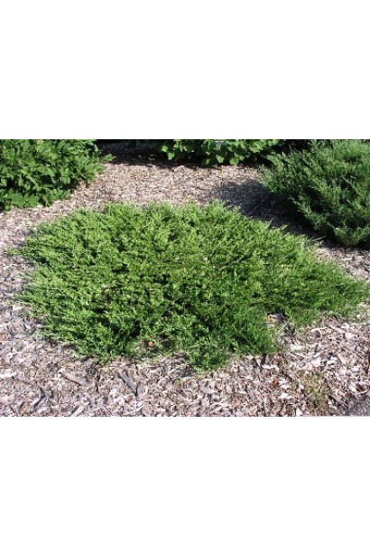 Можжевельник казацкий - стелющийся куст