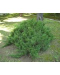 Можжевельник казацкий | Ялівець козацький | Juniperus sabina