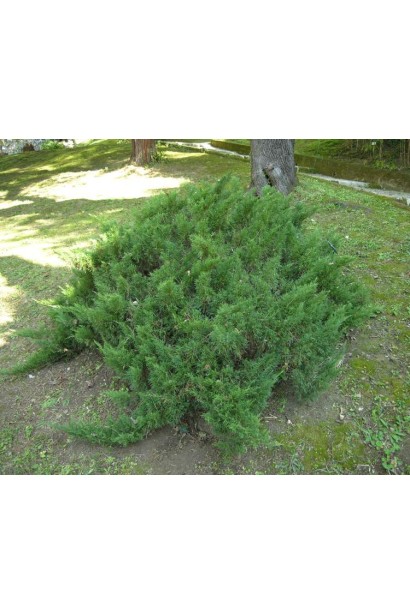 Juniperus sabina