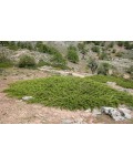 Можжевельник казацкий | Ялівець козацький | Juniperus sabina