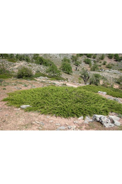 Можжевельник казачий - низкорослый стелющийся хвойный куст