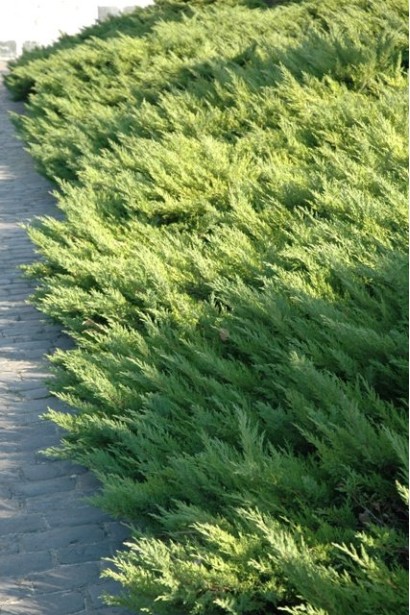 Можжевельник казацкий - зеленый ковер