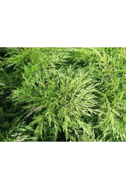 Хвоя можжевельника казацкого