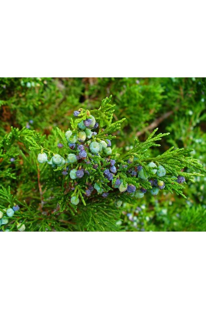 Черно-синие шишкоягоды можжевельника казачьего