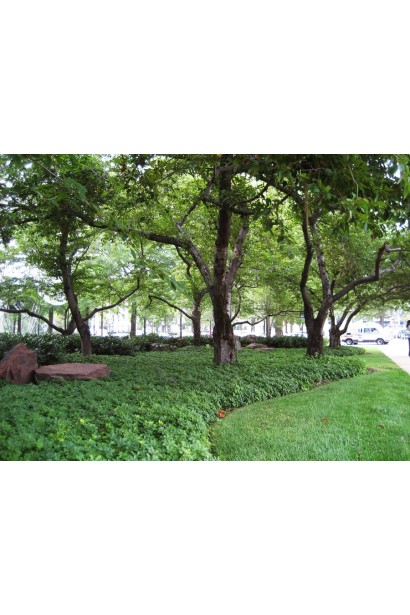 Пахізандра "Грін Карпет" створює ідеальний фон для інших рослин