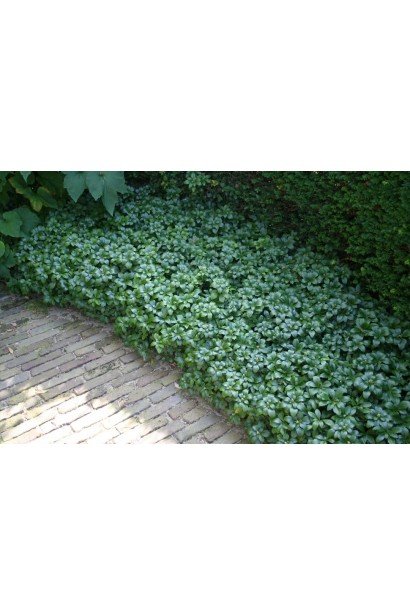 Пахізандра верхівкова "Грін Карпет" — ідеальне покриття для тіні